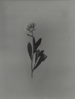 Ava Valsten, "Skammens och rodnadens blommor".