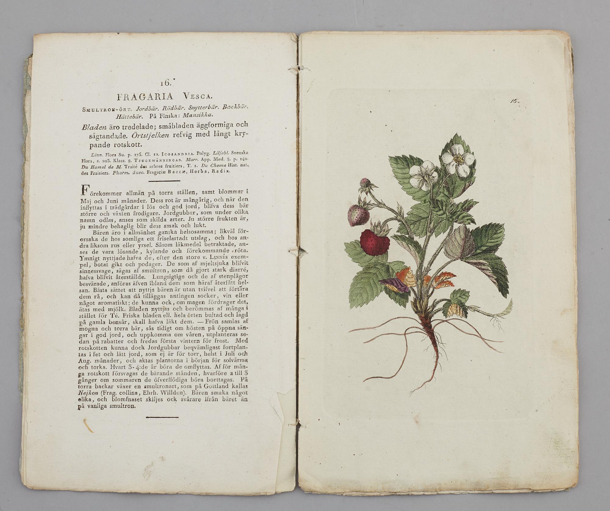 JOHAN WILHELM PALMSTRUCH, "Svensk Botanik, vol I-V. 1803-1805.