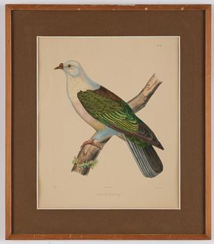 A set of eight plates from "Iconographie des pigeons" by Charles Lucien Bonaparte.