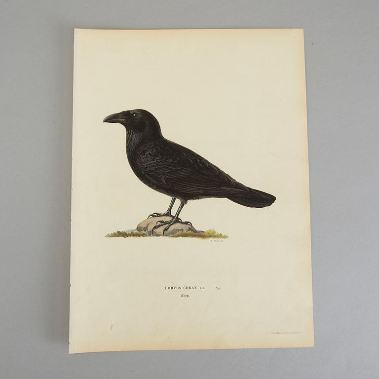 Ca 50 lithographic prints from "Svenska Fåglar", Brothers von Wright.