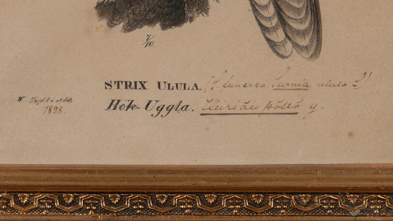 FÄRGLITOGRAFI, Wilhelm von Wright, ur verket "Svenska Foglar", daterad 1828, numrerad 7/10.