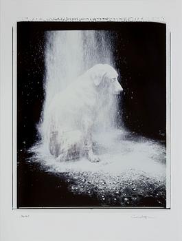 William Wegman, "Dusted".