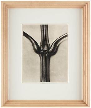 Karl Blossfeldt, "Urformen der Kunst", 1928 (22 st).