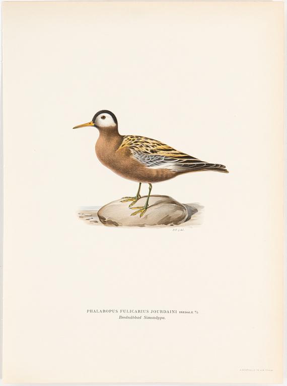 LITHOGRAPH, 30 pcs, after von Wright, Magnus, Wilhelm and Ferdinand & Hallberg, Bror. A. Börtzell, Stockholm.