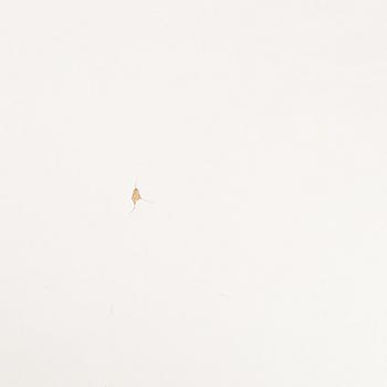 Bruno Mathsson, & Piet Hein, coffee table "Superellipse", second half of the 20th century.