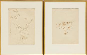Erik Chambert, Plant Studies, 2 pcs.