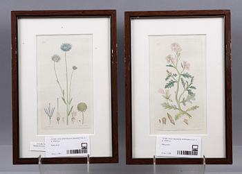 KOPPARSTICK, 6 st. Ur J W Palmstruchs "Svensk botanik".