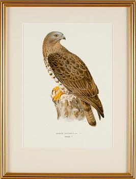 GRAFISKA TRYCK, 4 st, ur von Wrights fåglar.