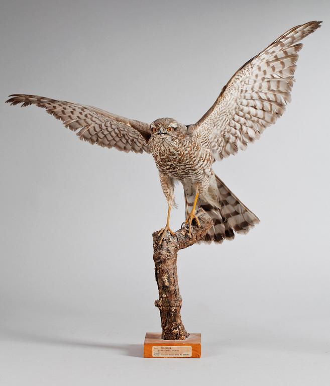 A 20th century stuffed sparrowhawk.