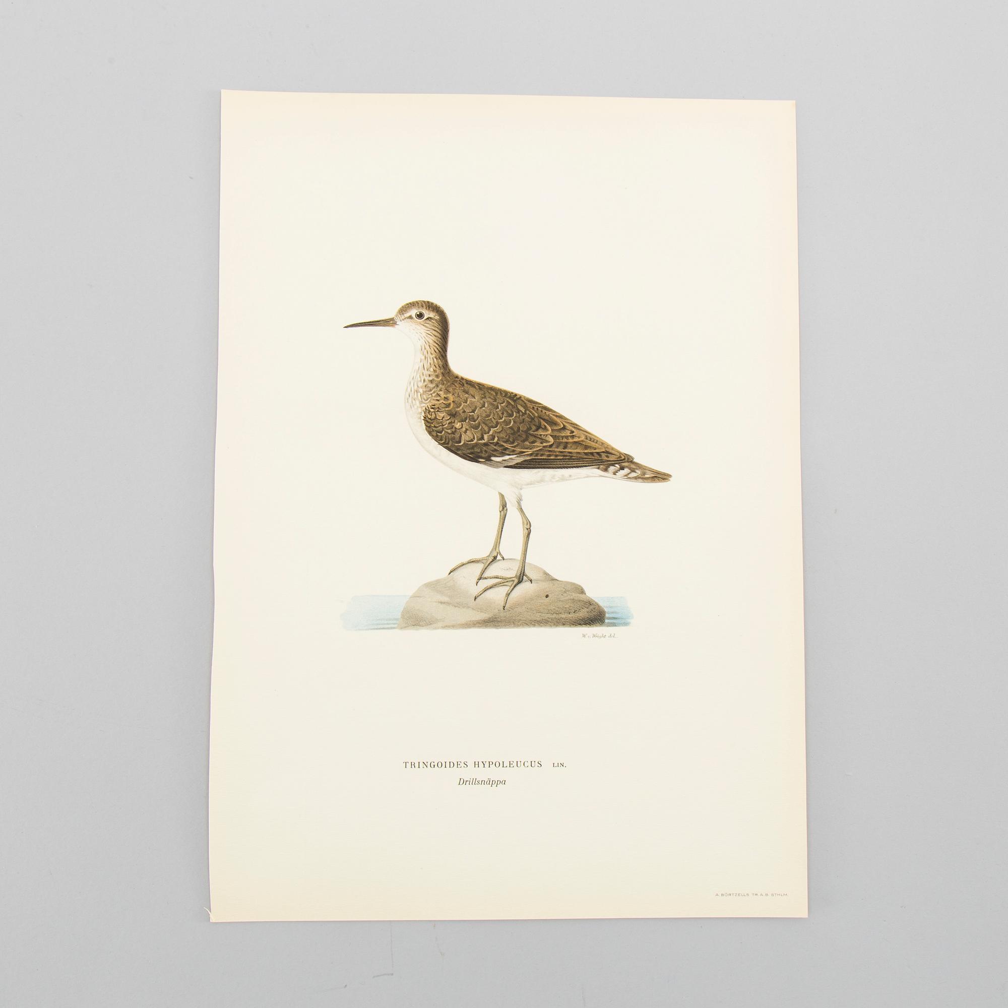 LITOGRAFISKA TRYCK, ca 150 st, Ferdinand von Wright, Börtzells, Stockholm.