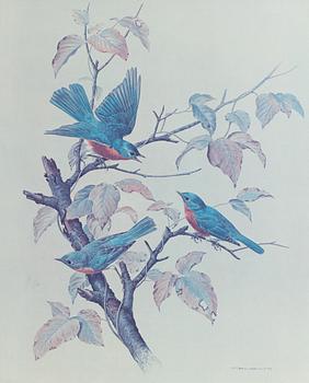 Basil Ede, "American Robins".