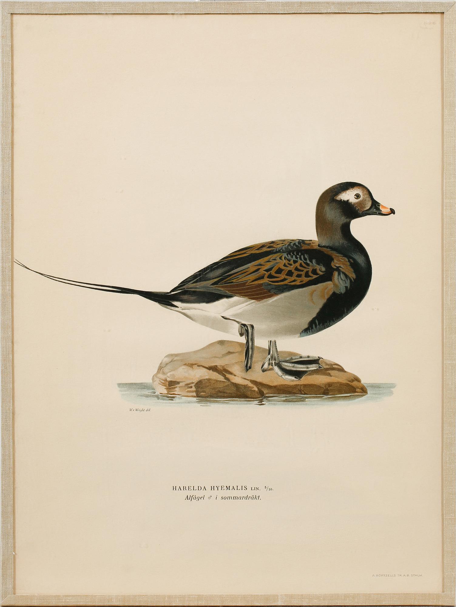 Ten prints from M and W von Wrights book "Svenska fåglar", printed at A. Börtzells in Stockholm, 20th century.