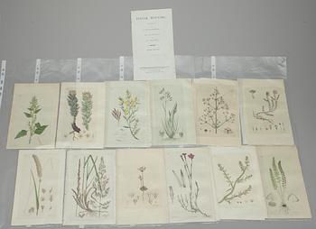 Johan Wilhelm Palmstruch · KOPPARSTICK, 12 st, handkolorerade, Johan Wilhelm Palmstruch, ur "Svensk Botanik" 1807.