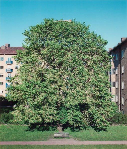 David Svensson, "Tankar i det gröna", 2001.