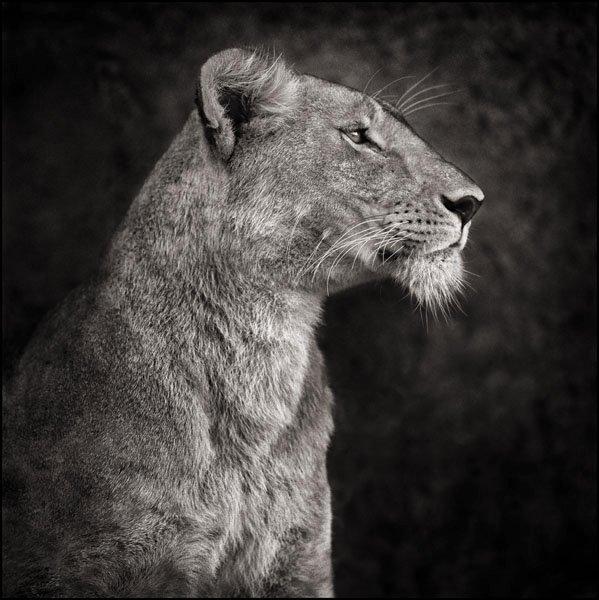 Nick Brandt, "Lioness Against Rock", 2007.