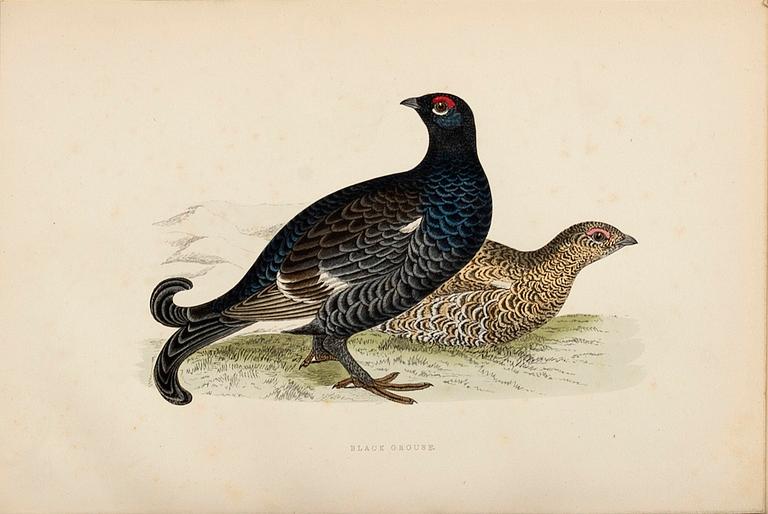 'A HISTORY OF BRITISH BIRDS, Rev F O Morris, 1891, 102 hand colored engravings / etchings.