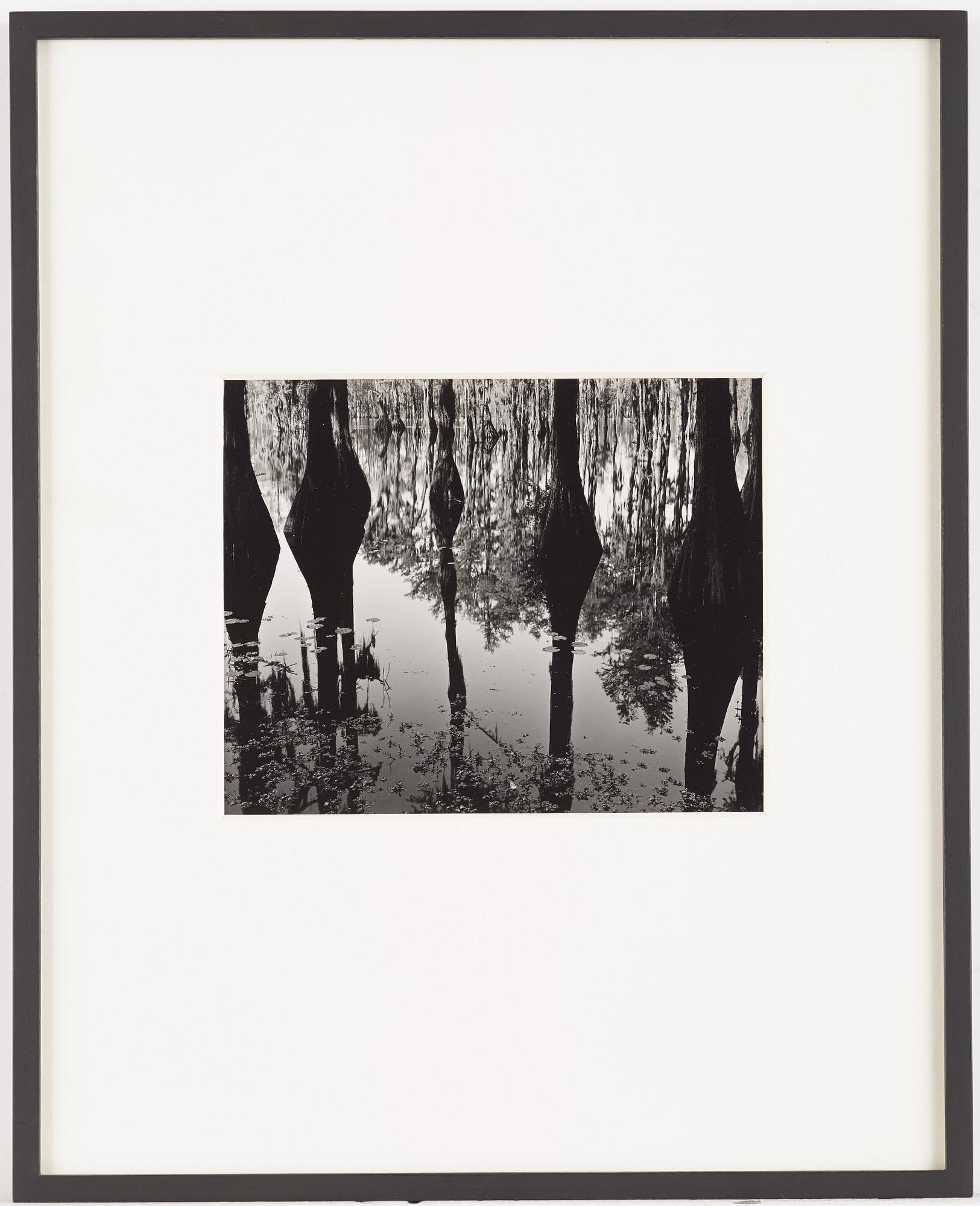 Brett Weston, "Cypress Trees and Swamp, North Carolina", 1947.