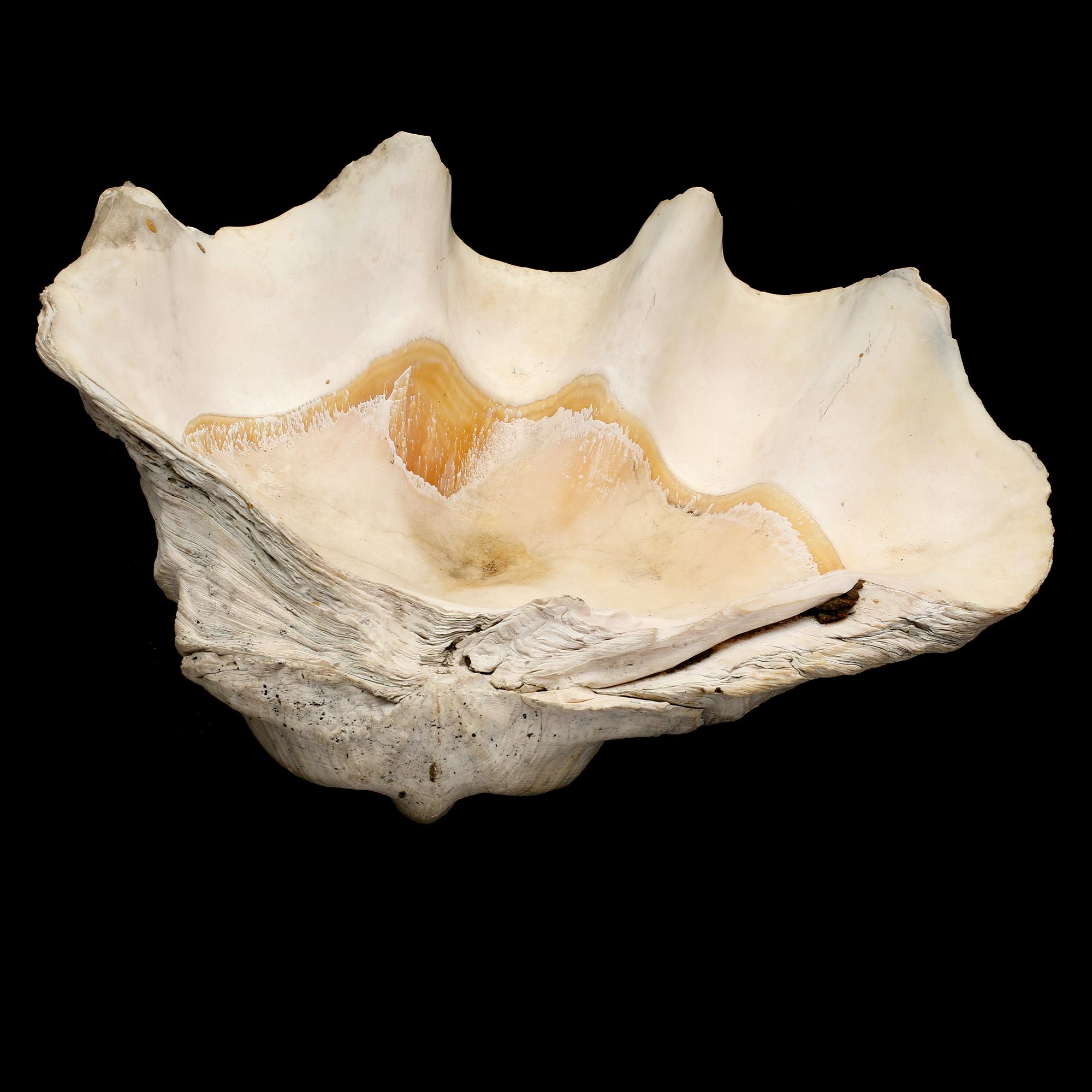 MUSSLA, fossil.