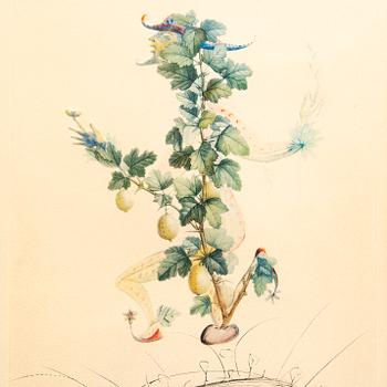 Salvador Dalí,  färglitografi med torrnål, signerad, V/CL.