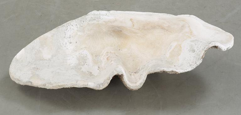 MUSSLA, fossil.
