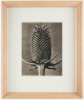 Karl Blossfeldt, "Urformen der Kunst", 1928 (22 st).
