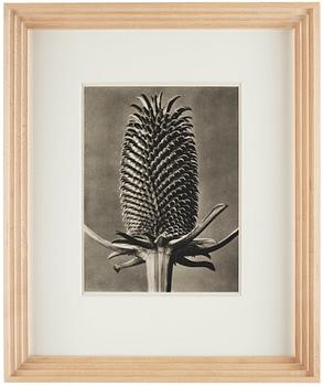 Karl Blossfeldt, "Urformen der Kunst", 1928 (22 st).