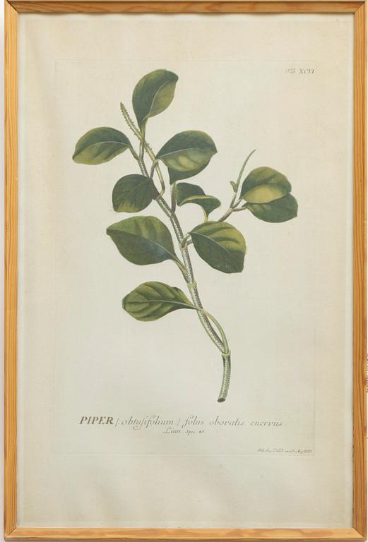 Five hand-coloured botanical copper plates, 18th-19th century. Including Johann Jakob Haid & Augustus Vind.