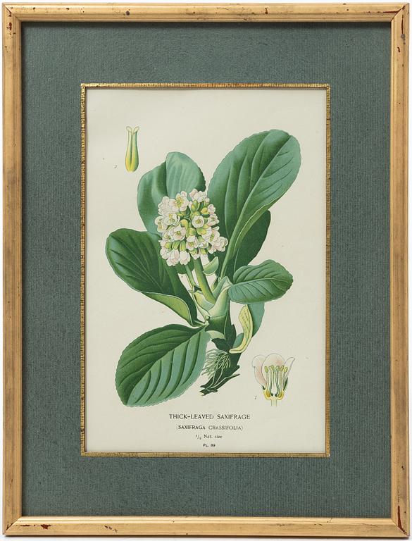 Lithographs, 3+1, late 19th century.