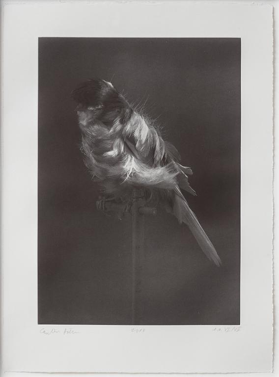 Carsten Höller, "Black Canary", from the series "Canaries".