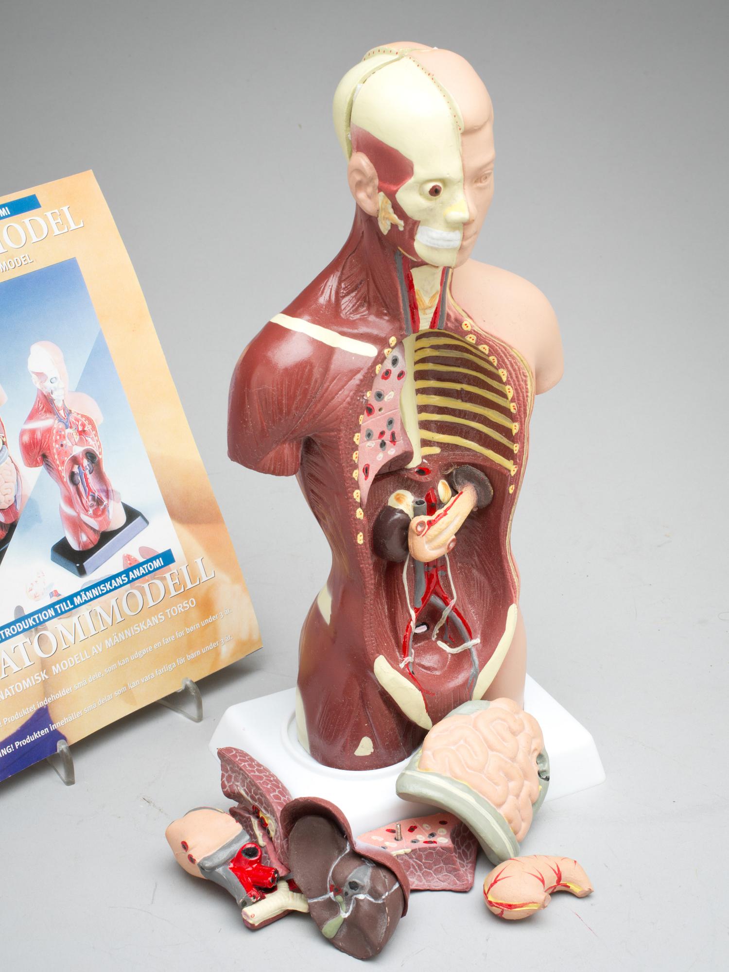ANATOMISK MODELL, 1900-talets slut. Med guide.