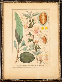 KOPPARSTICK, 16 st, handkolorerade och handnumrerade, 1800-tal.
