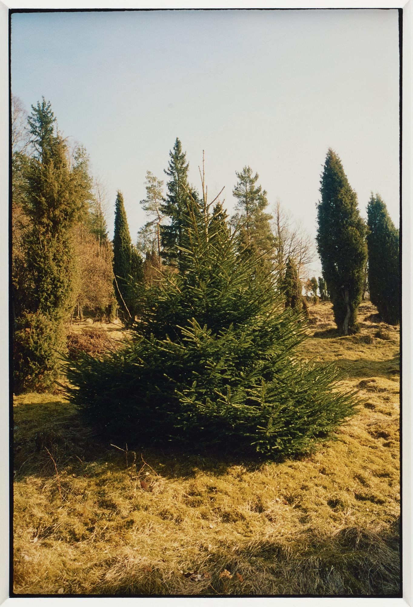 Ann Böttcher, "Gran Framför Sten, Gran Bakom Sten", 2002-2006.