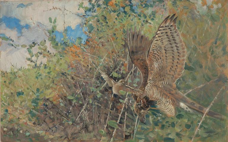 Swedish artist, around 1900, Striking Goshawk.