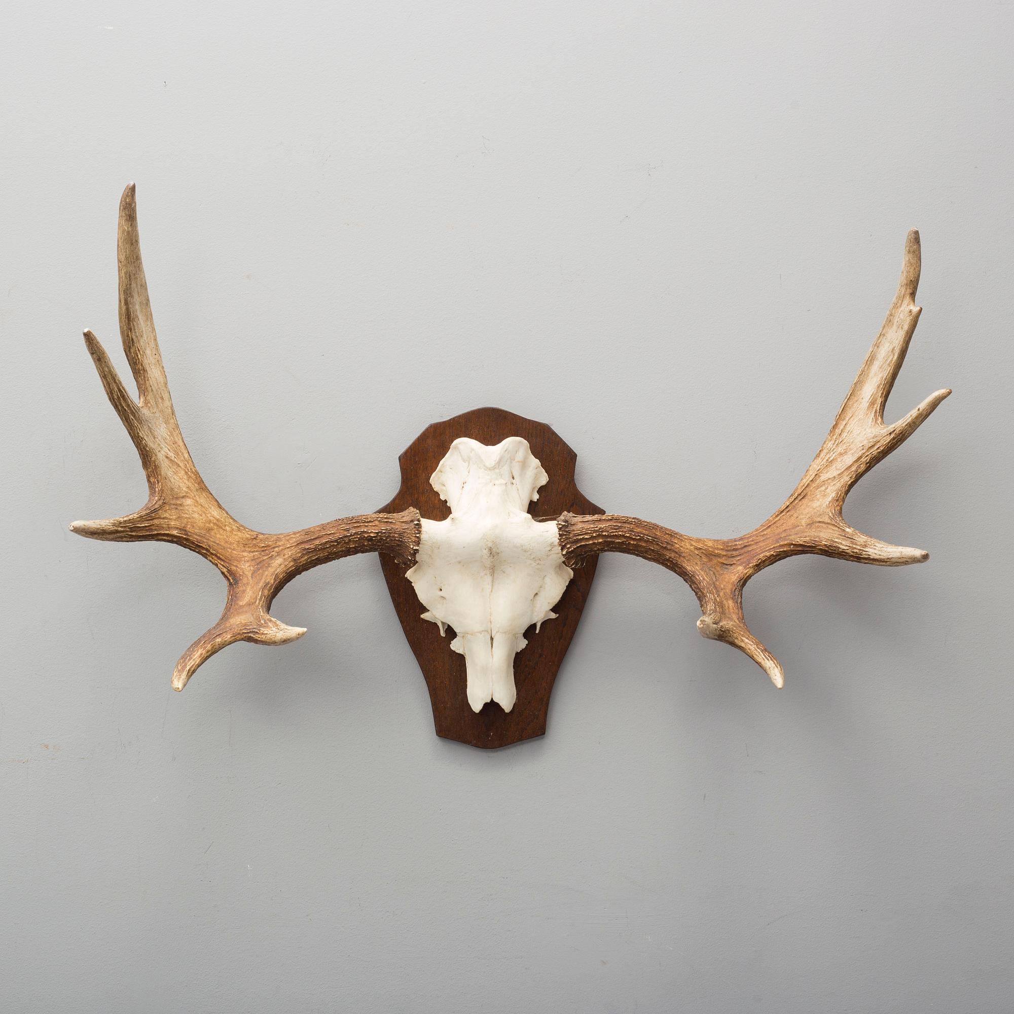 A 20th century hunting trophy.