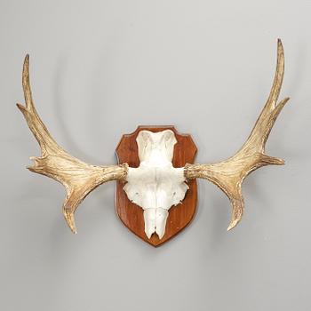 JAKTTROFÉ, älghorn, 1900-tal.