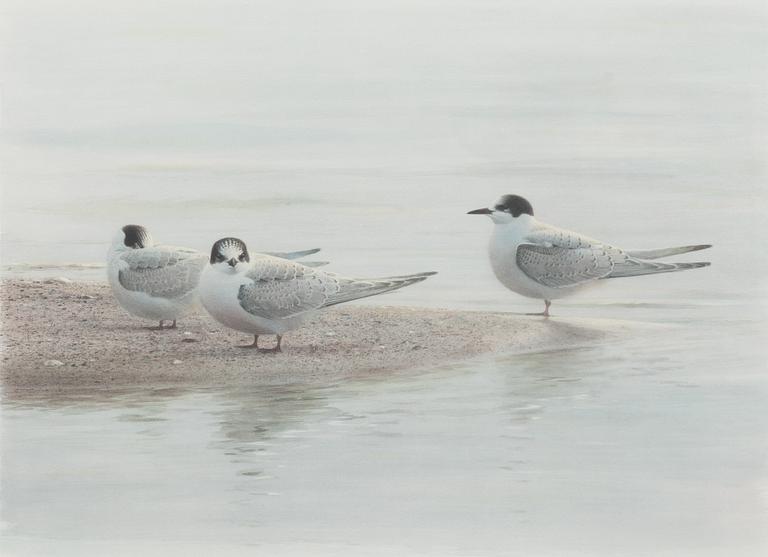 Lars Jonsson, Tern.