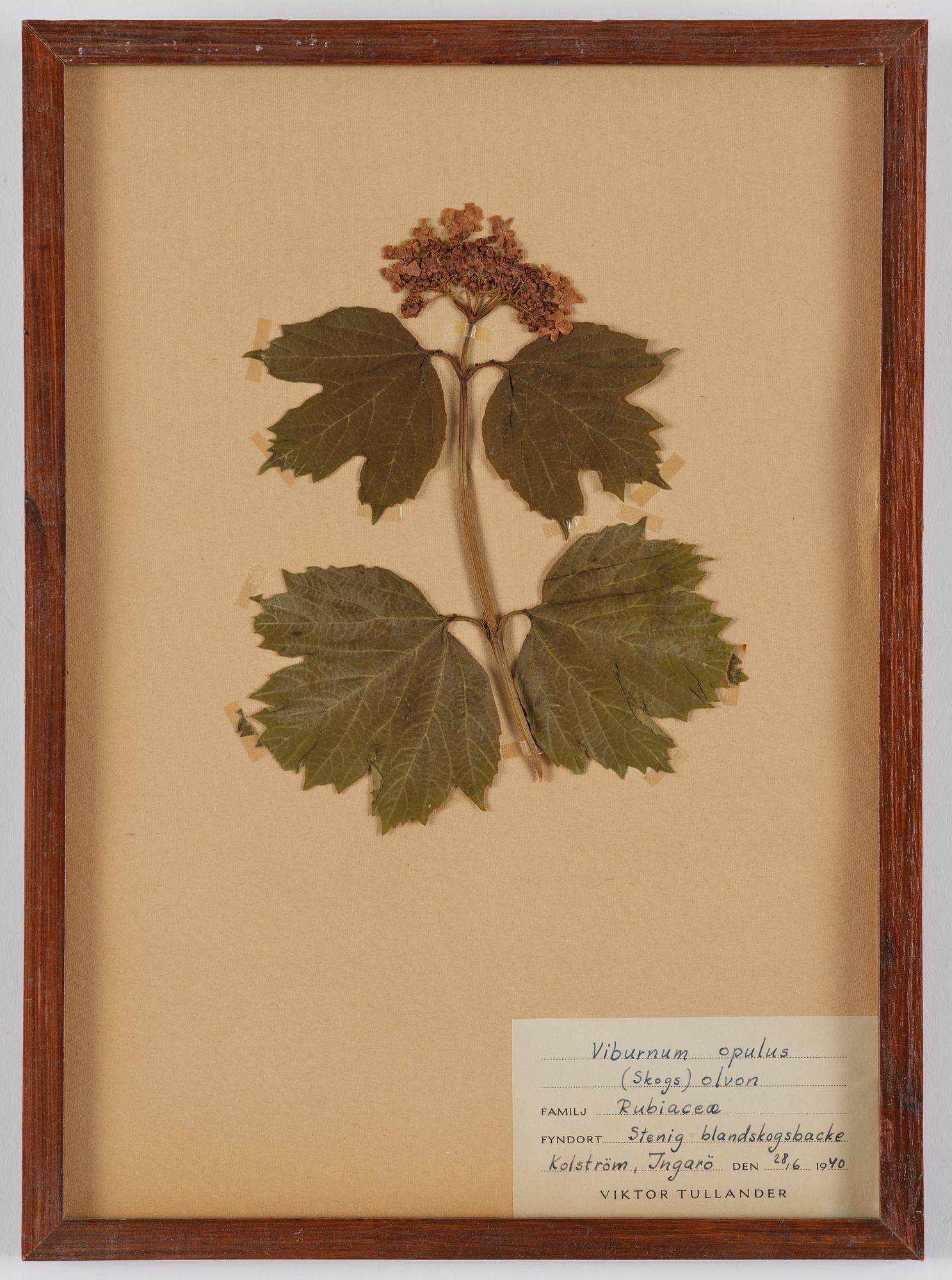 Herbarium, 10 delar, Sverige, 1930-1970-tal.
