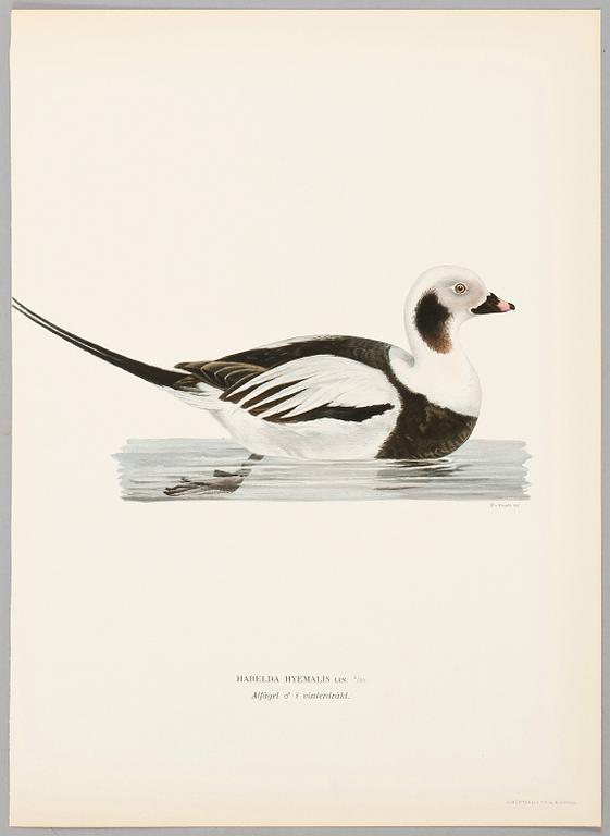 LITOGRAFISKA TRYCK, 124 st, ur von Wrights "Svenska fåglar", 1920-tal.