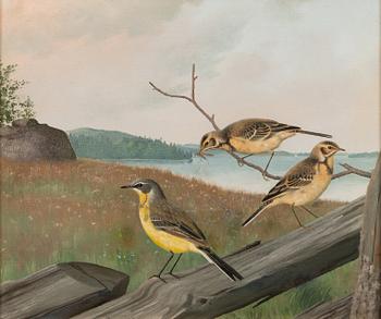 Matti Karppanen, Yellow wagtails.