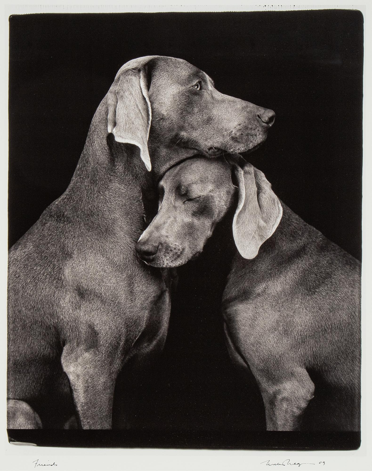 William Wegman, fotografi, signerad och daterad 2009.