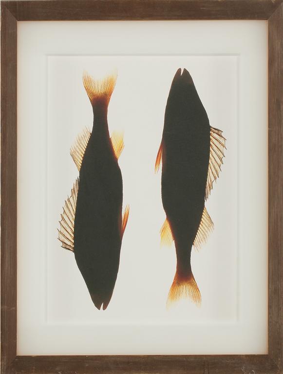LASSE KÄRKKÄINEN, C-Print? sign o numr 1/20 a tergo, 1996, vintage.