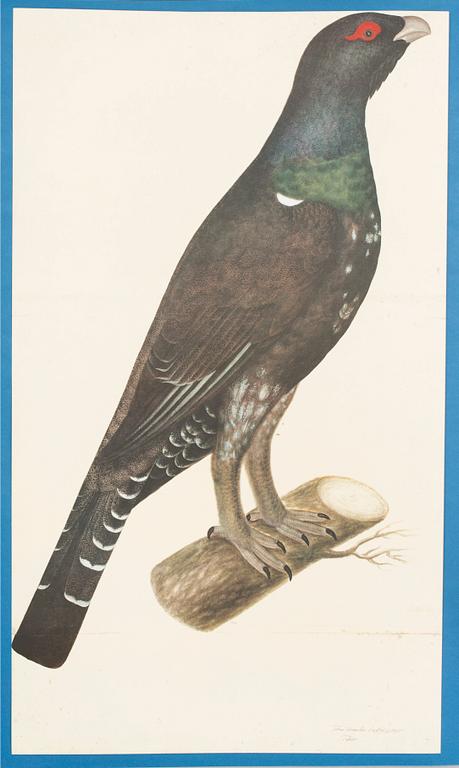 OLOF RUDBECK D.Y., "Portföljen" samt "Fogelboken", René Coeckelberghs Bokförlag, 1985.