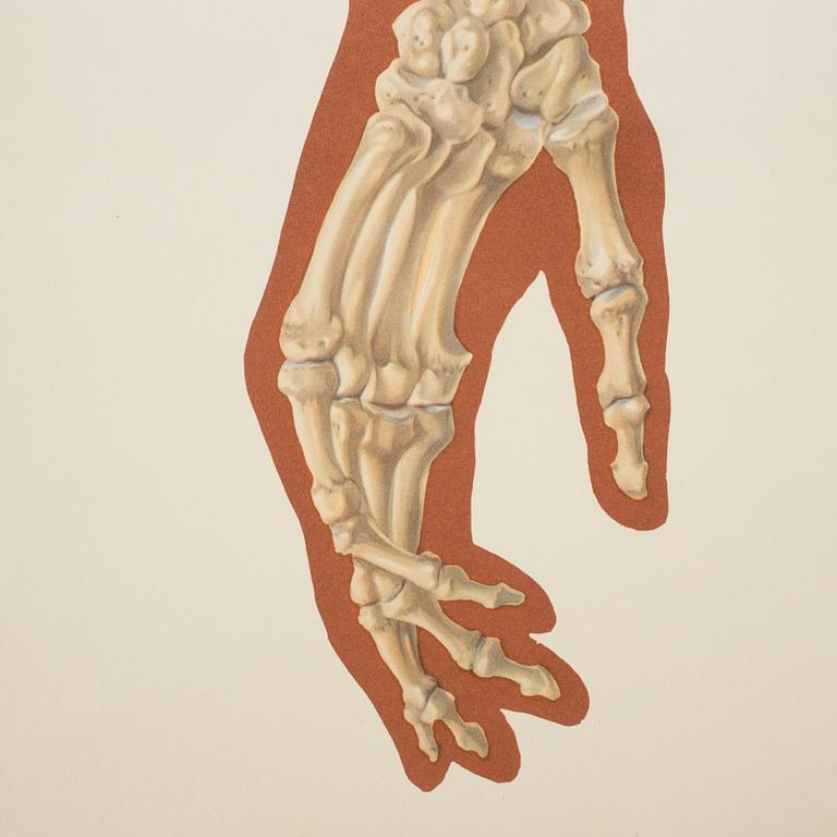 SKOLPLANSCHER, 2 stycken, Deutsche Hygiene Museum, Dresden, 1900-talets andra hälft..
