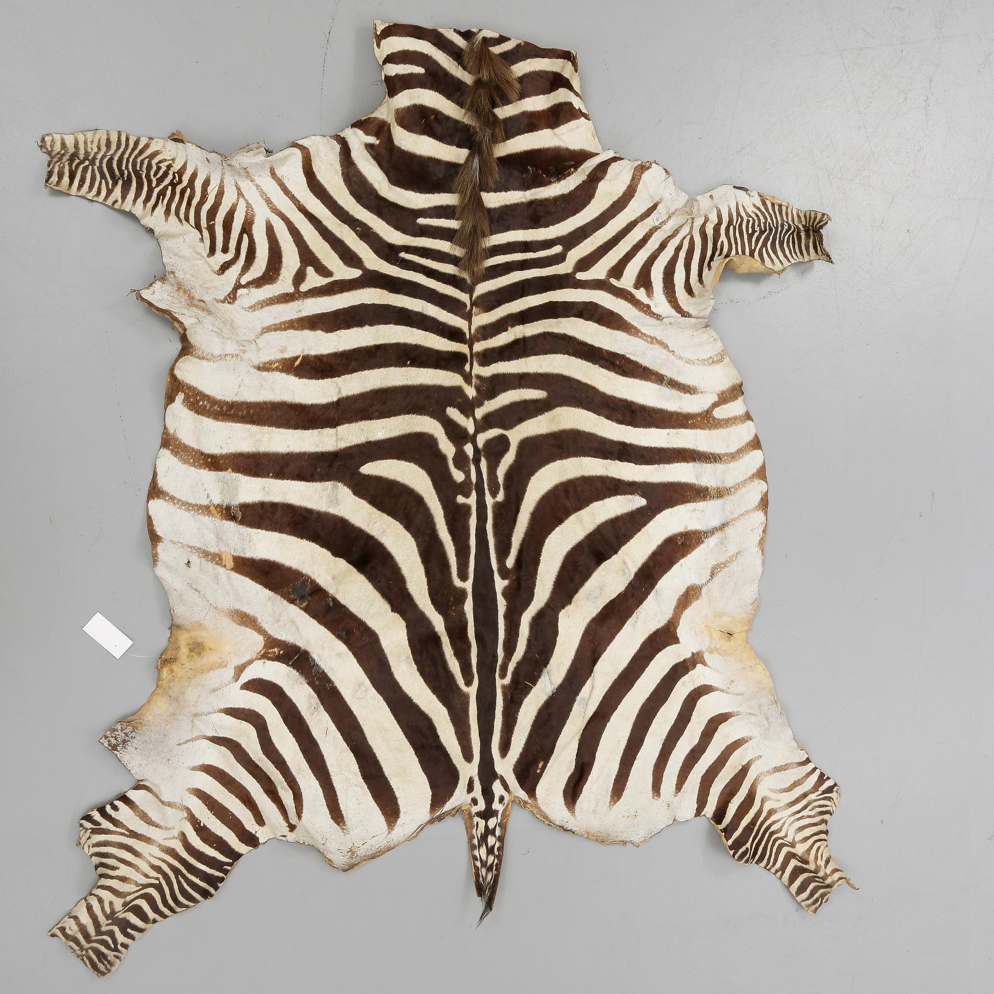 ZEBRASKINN, omkring 1900-talets mitt.