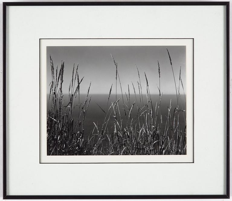 EDWARD WESTON, gelatin silver print stamped and signed by Cole Weston and numbered 33/50 on verso mounting.