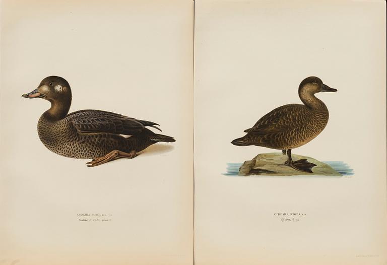 UR "SVENSKA FÅGLAR", litografier, 50 st, efter  M och W von Wrights 
 A. Börtzells Stockholm.