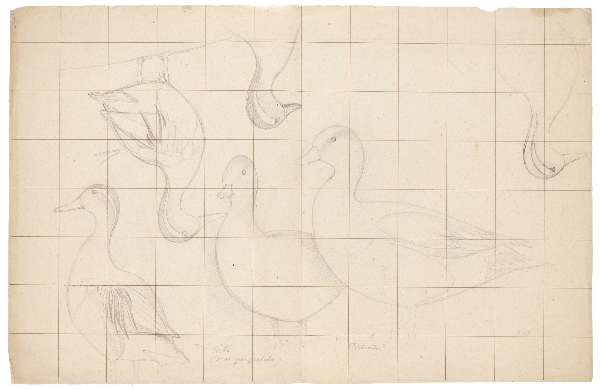 Magnus von Wright, Studier av Årta.