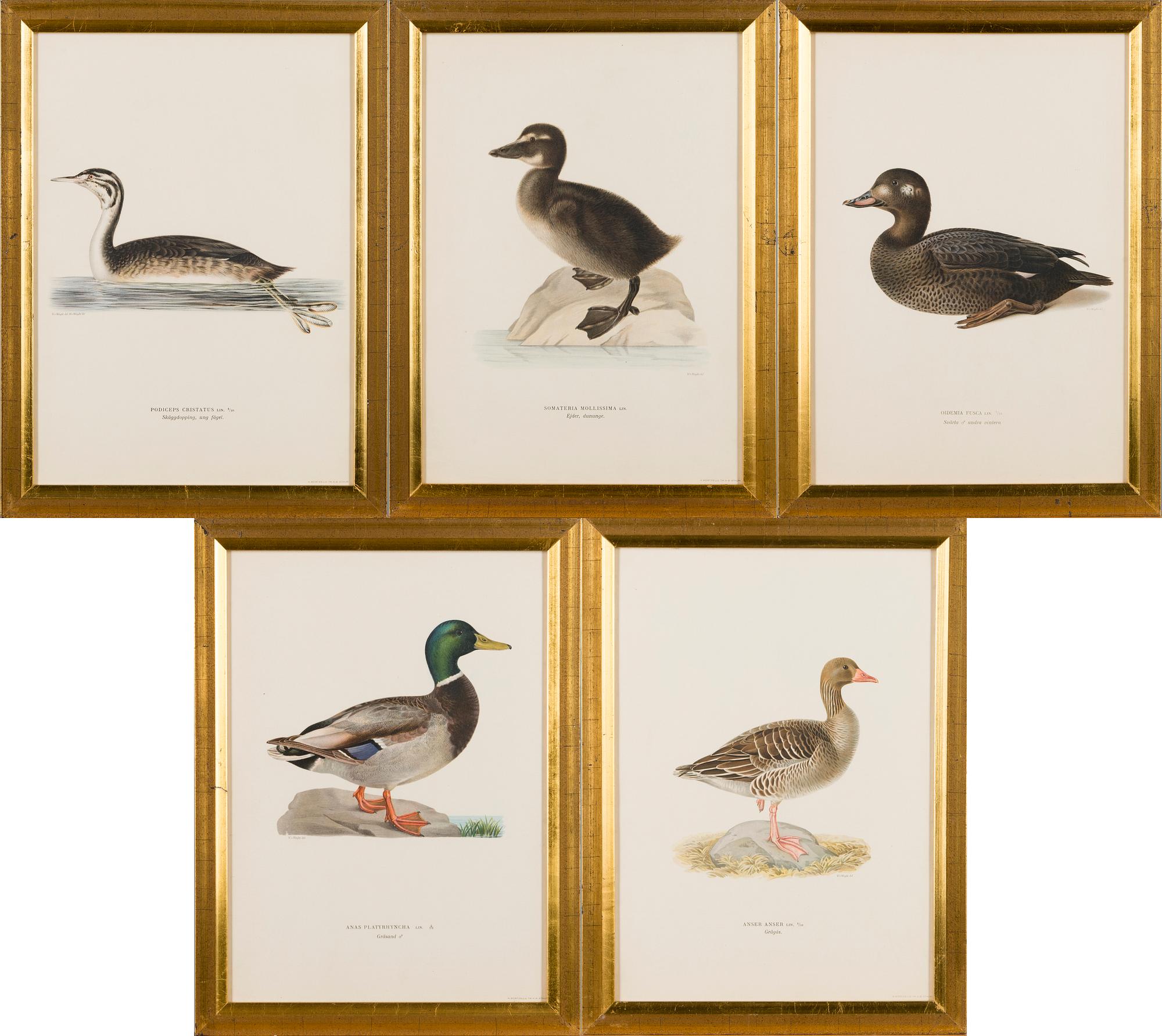 LITOGRAFIER, 5 st, efter Wilhelm von Wright och Bror Hallberg. A. Börtzell, Stockholm.