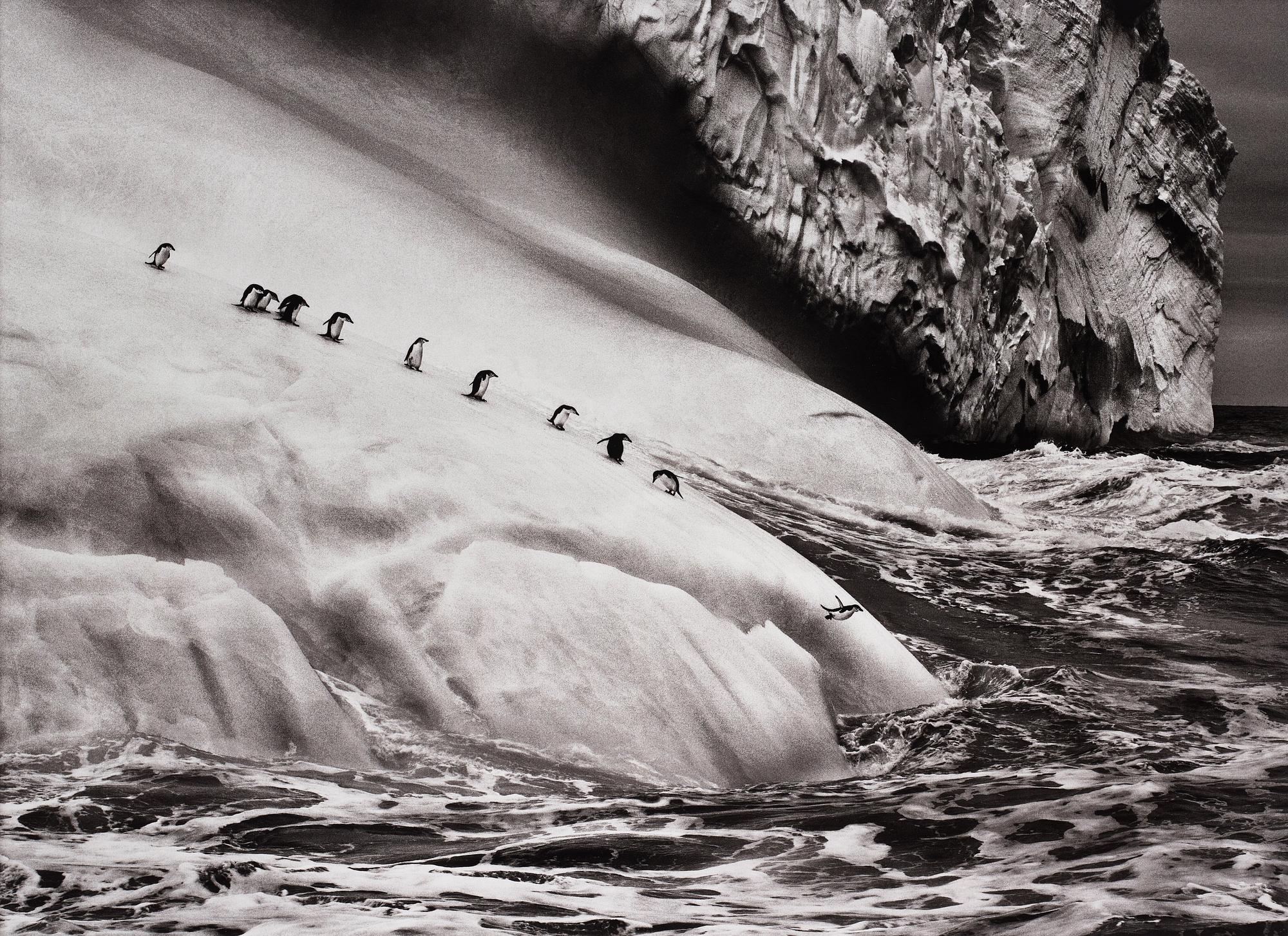 Sebastião Salgado, "Chinstrap Penguins, South Sandwich Island", 2009.