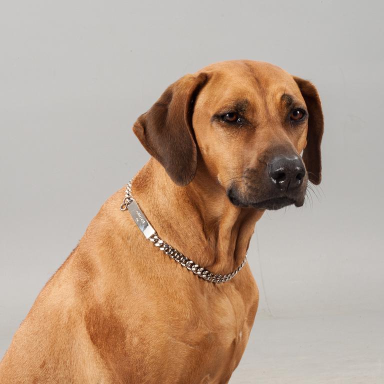 HUNDHALSBAND, 2 stycken, Gucci.